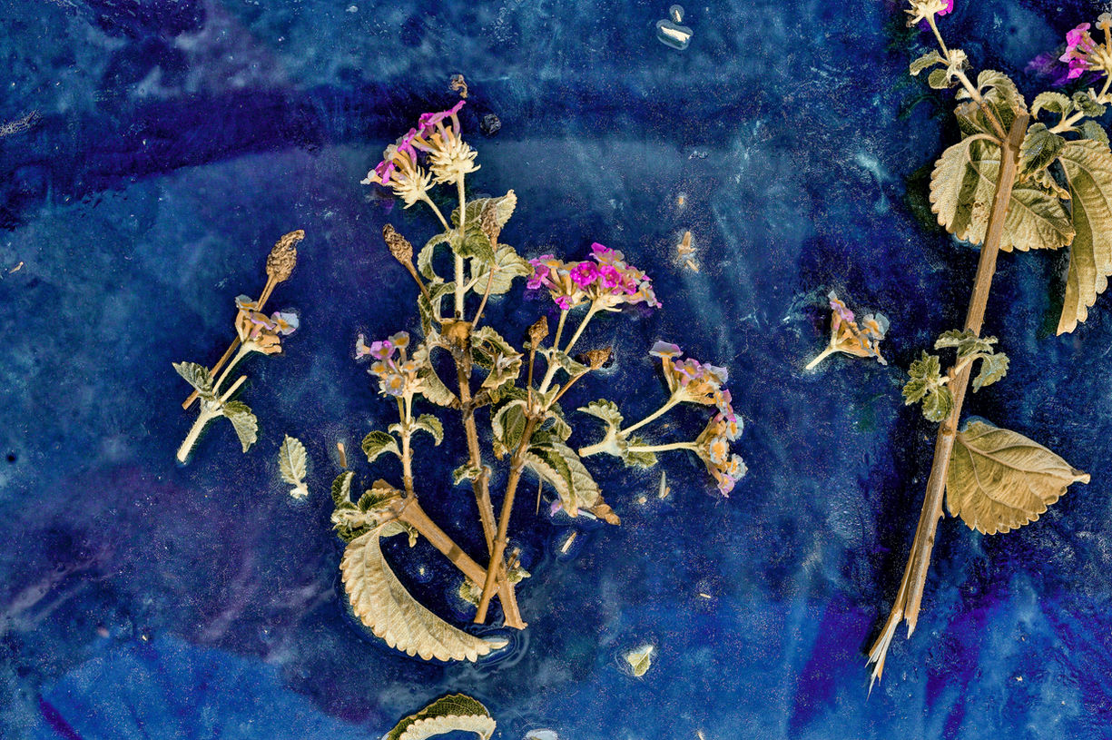 Aegean Summer Iced Ikebana # 5.jpg
