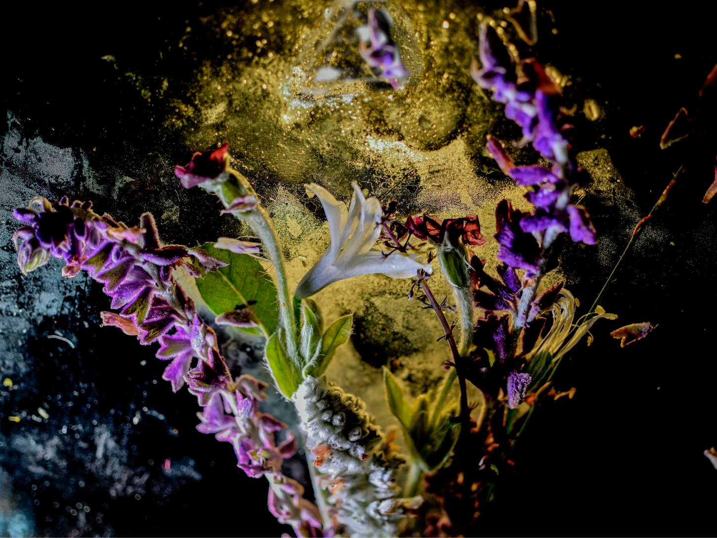 Close-up photograph of purple and white wildflowers beneath translucent ice, with dark background tones and textured frozen surfaces