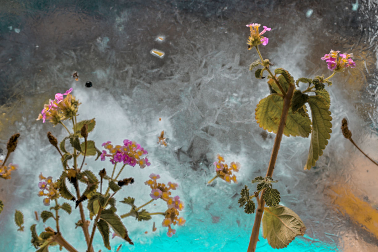 Aegean Summer Iced Ikebana # 6 copia.jpg