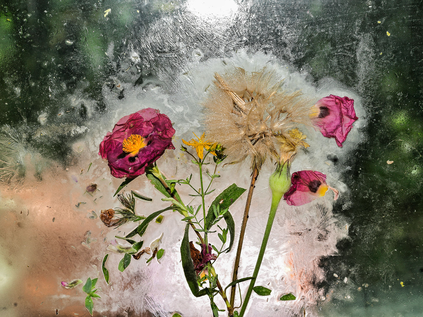 Close-up photograph of pink wildflowers beneath translucent ice, with frosted ice patterns and soft green background tones.