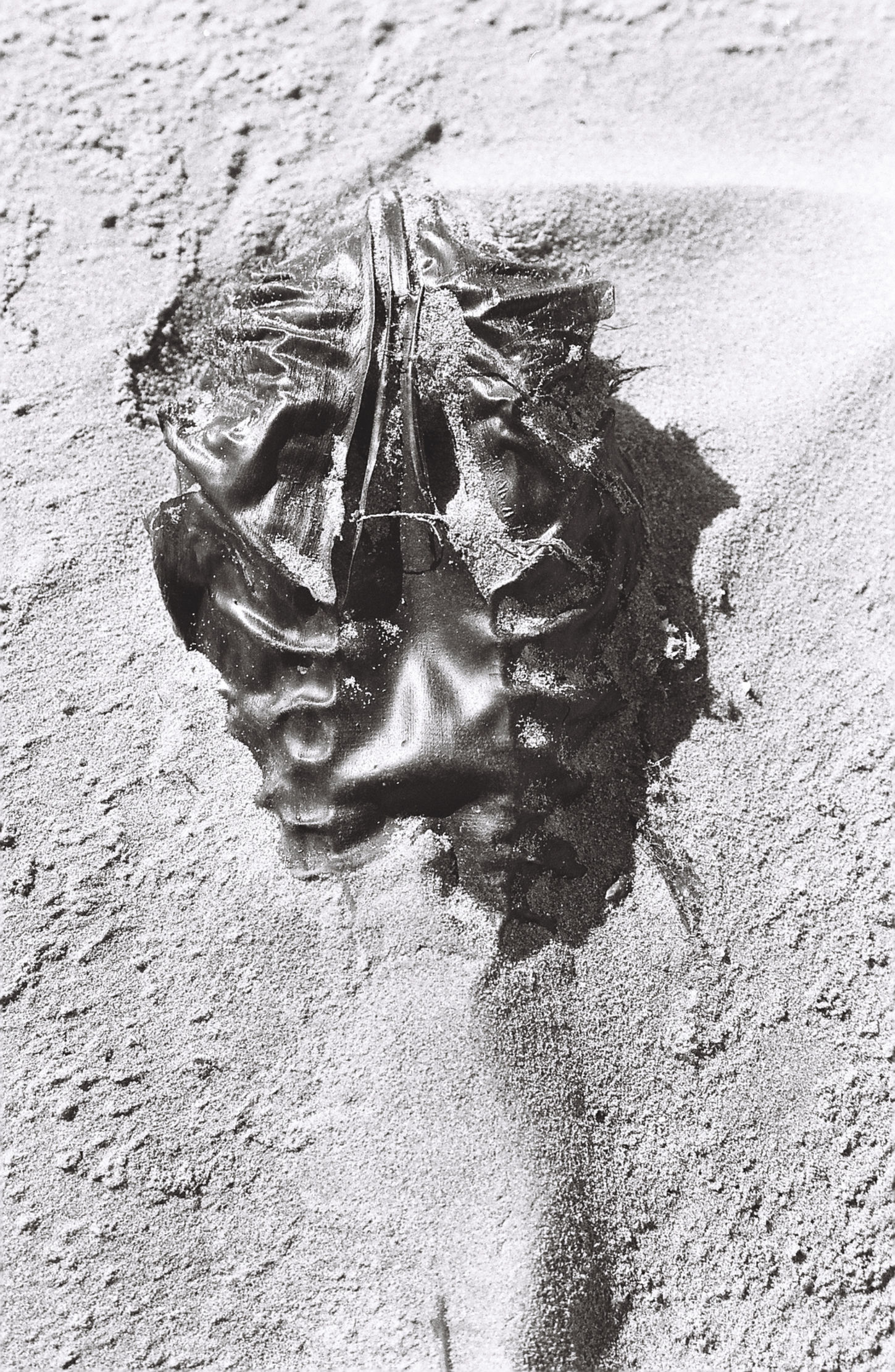 Dark curled leaf partially embedded in fine sand, leaving a shallow impression on the surrounding surface.