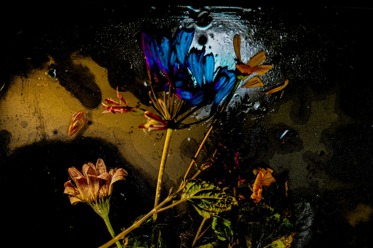 South African Summer Iced Ikebana # 11.jpg