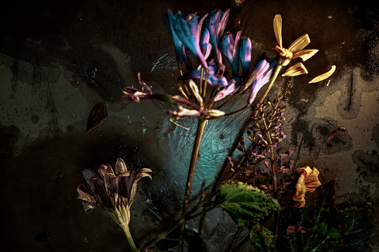 South African Summer Iced Ikebana # 10.jpg