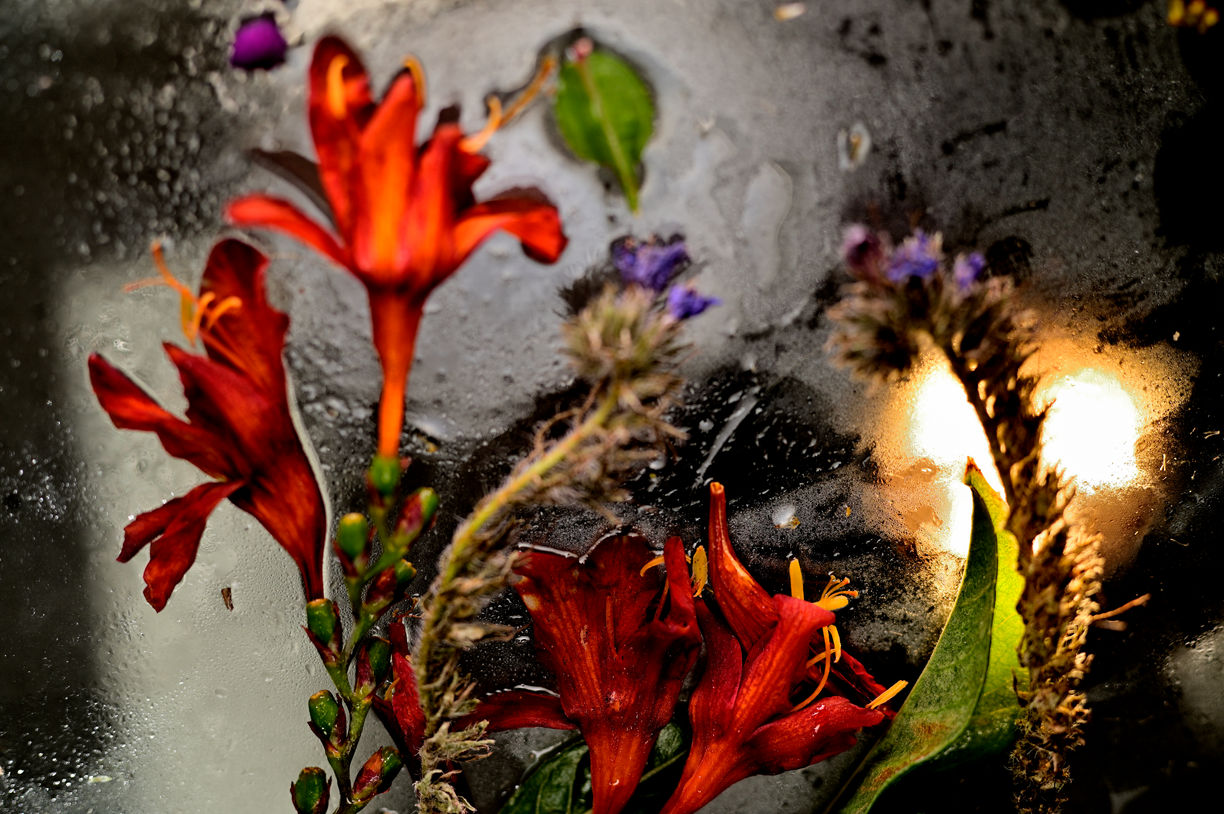 South African Summer Iced Ikebana # 12.jpg