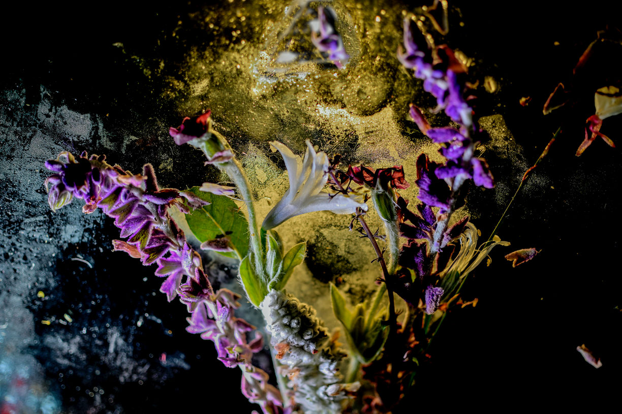 South African Summer Iced Ikebana # 14. copia.jpg
