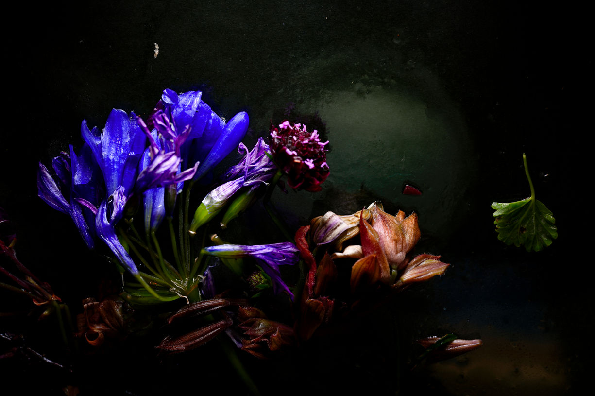 South African Summer Iced Ikebana # 8..jpg