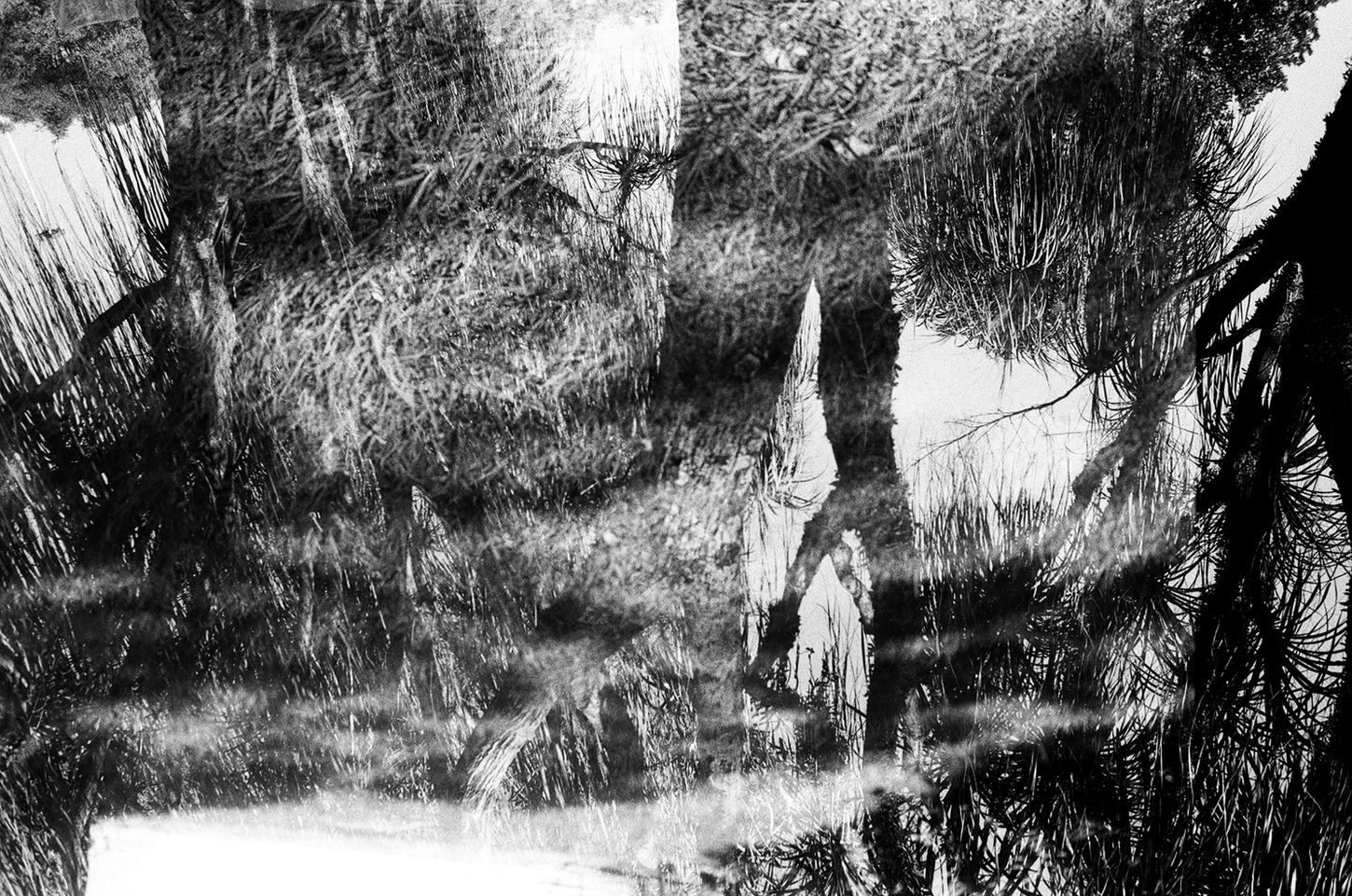Reflections of trees and wetland vegetation merging across the surface of still water.