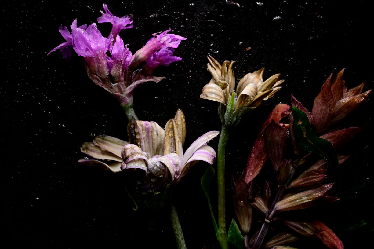 South African Summer Iced Ikebana # 5.jpg
