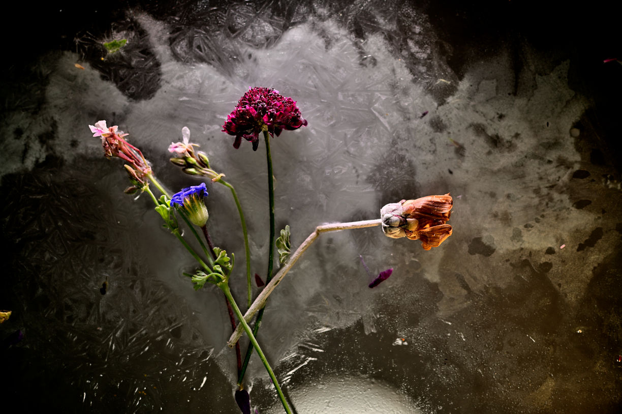 South African Summer Iced Ikebana # 9..JPG