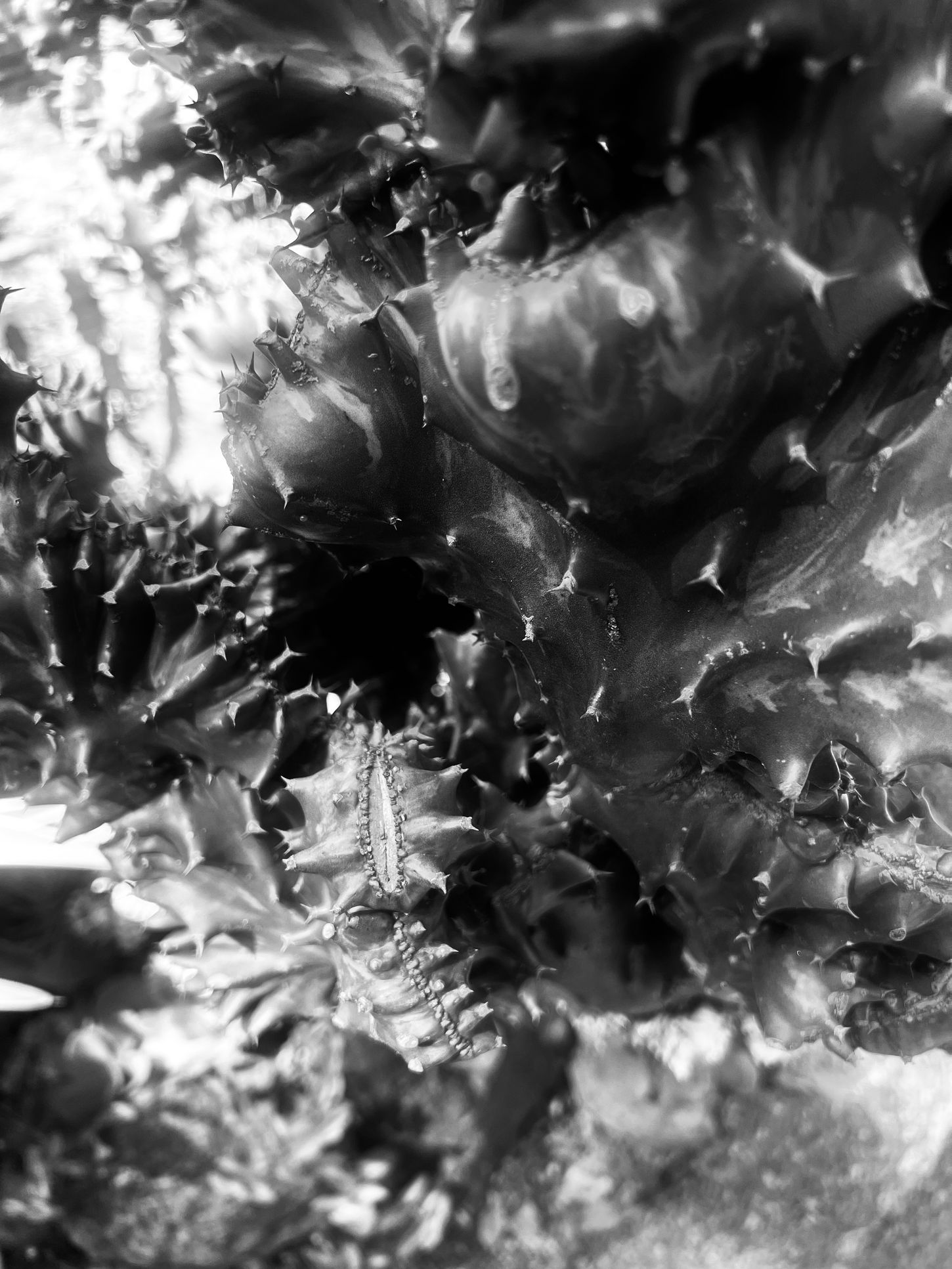 Blurred close-up of flowering vegetation with layered highlights and soft abstract forms.