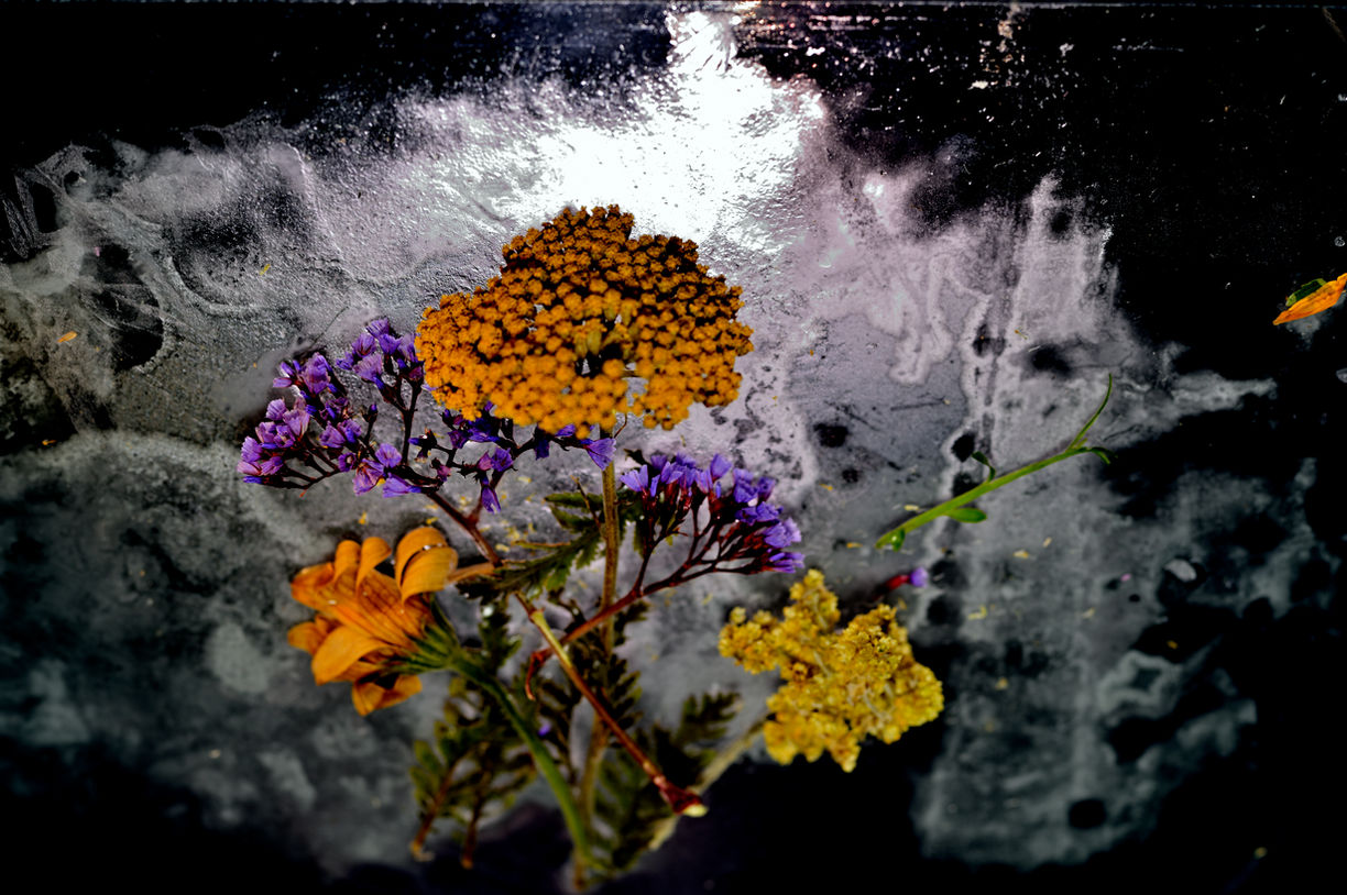 South African Summer Iced Ikebana # 1.jpg
