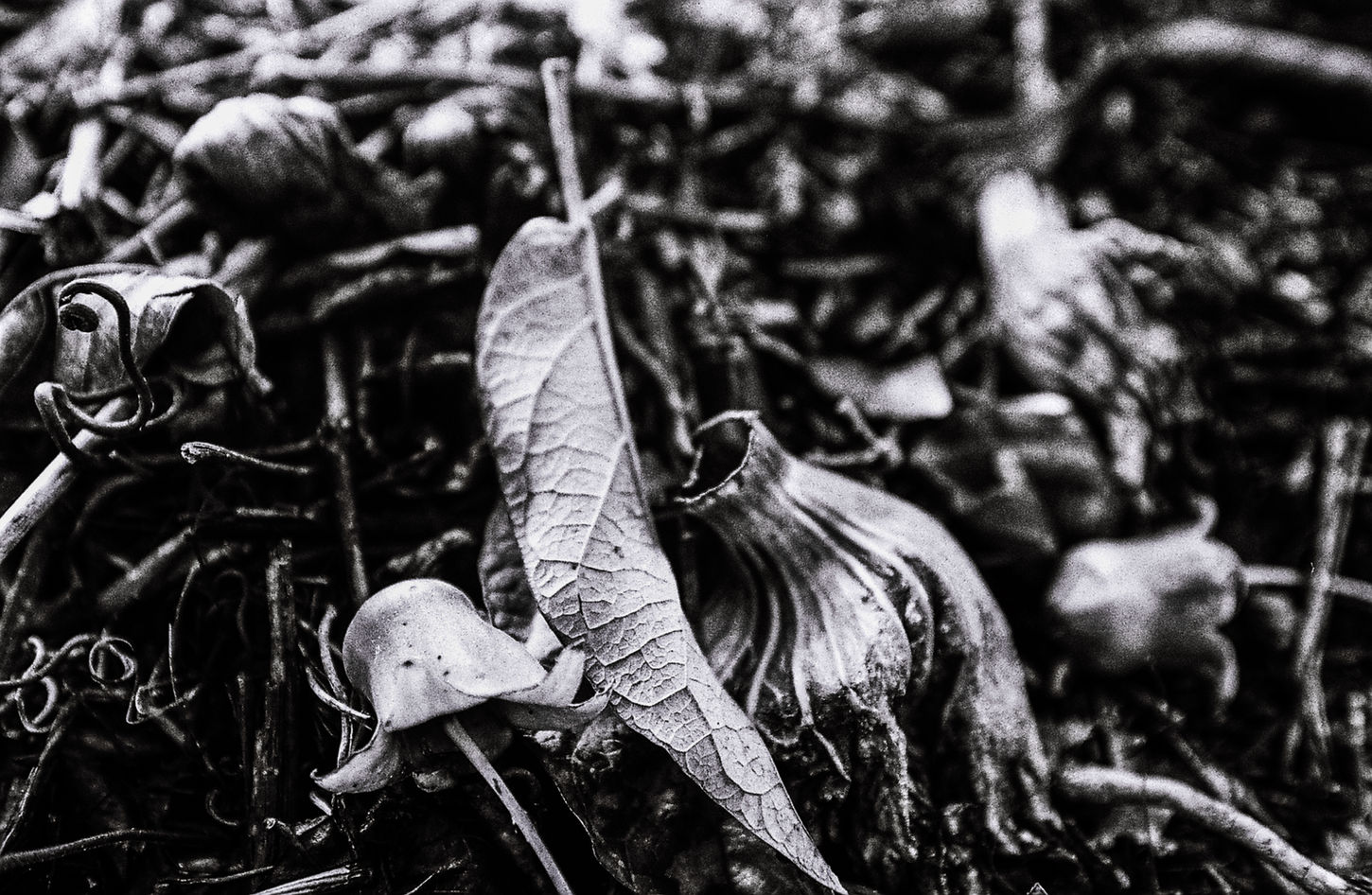 Dry leaves and a wilted dry flower resting among woodland vegetation on the forest floor.