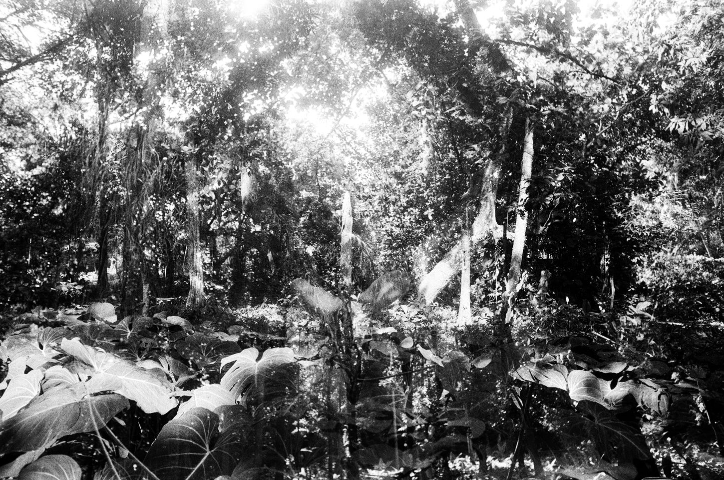 Black-and-white view of dense tropical vegetation with overlapping reflections that blend foliage, light and surrounding landscape into a layered scene.