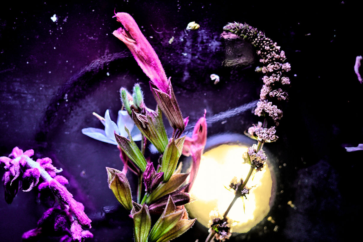 South African Summer Iced Ikebana # 13.jpg