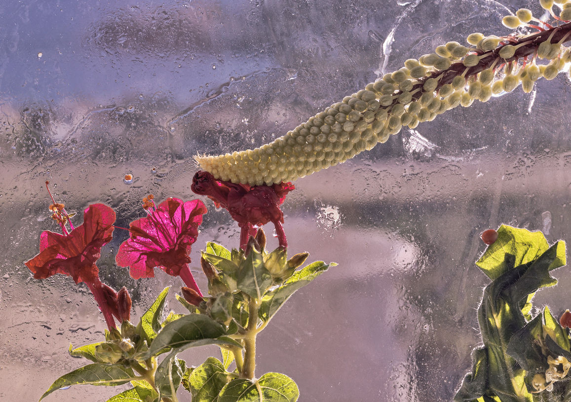Aegean Summer Iced Ikebana # 7.jpg
