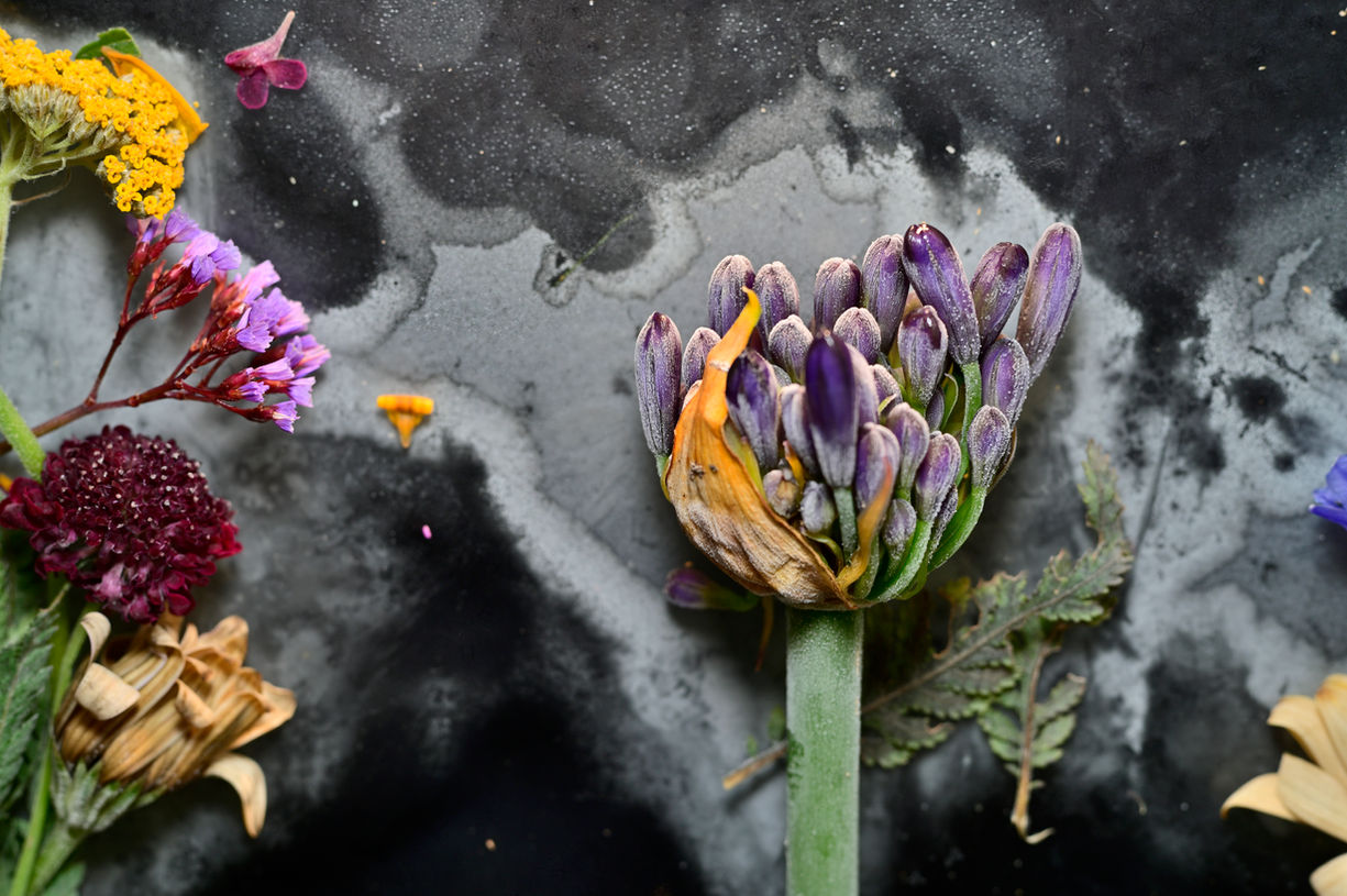 South African Summer Iced Ikebana # 15.JPG