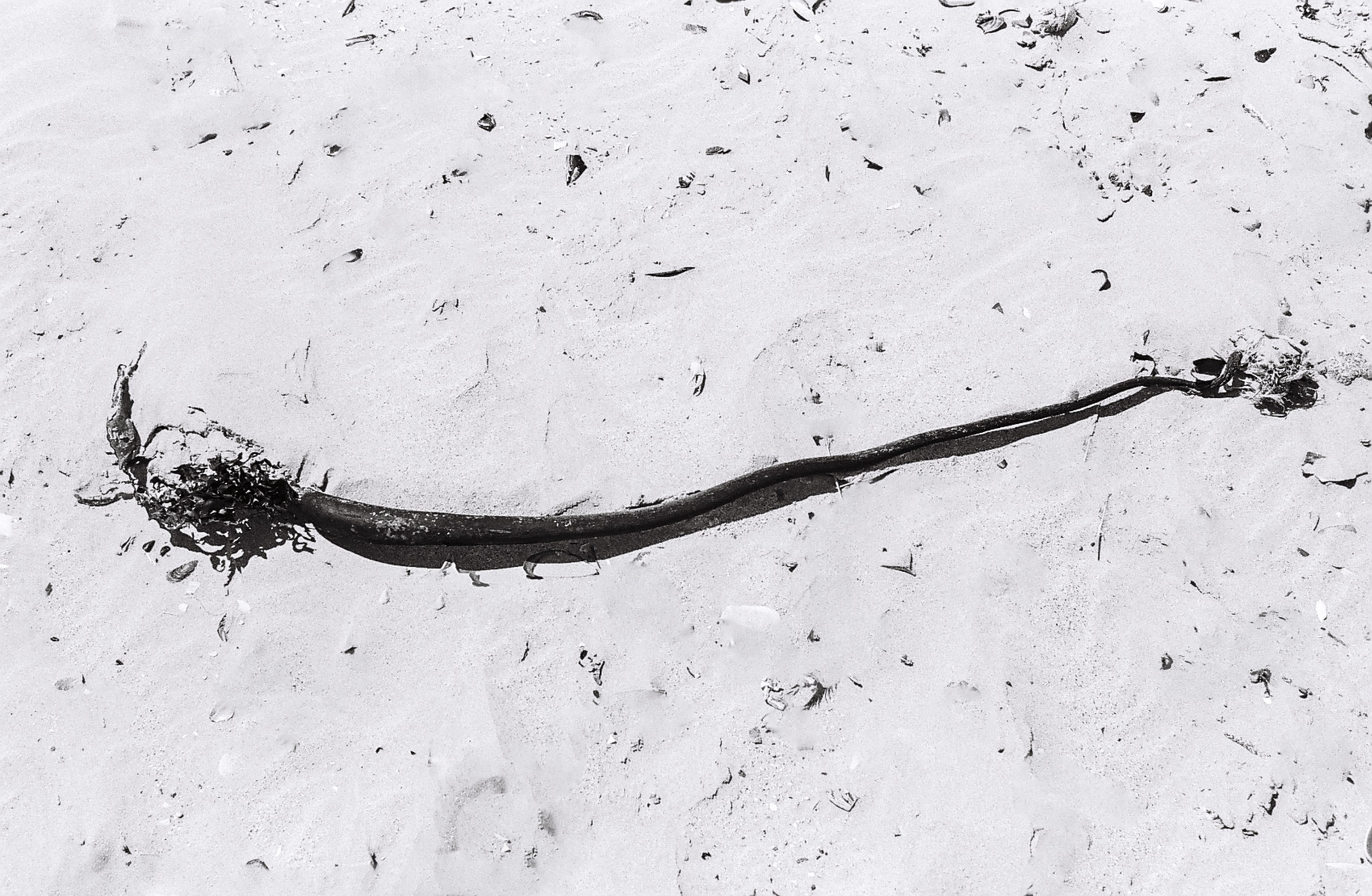 Black-and-white photograph of a dried plant stem lying across pale sandy ground.