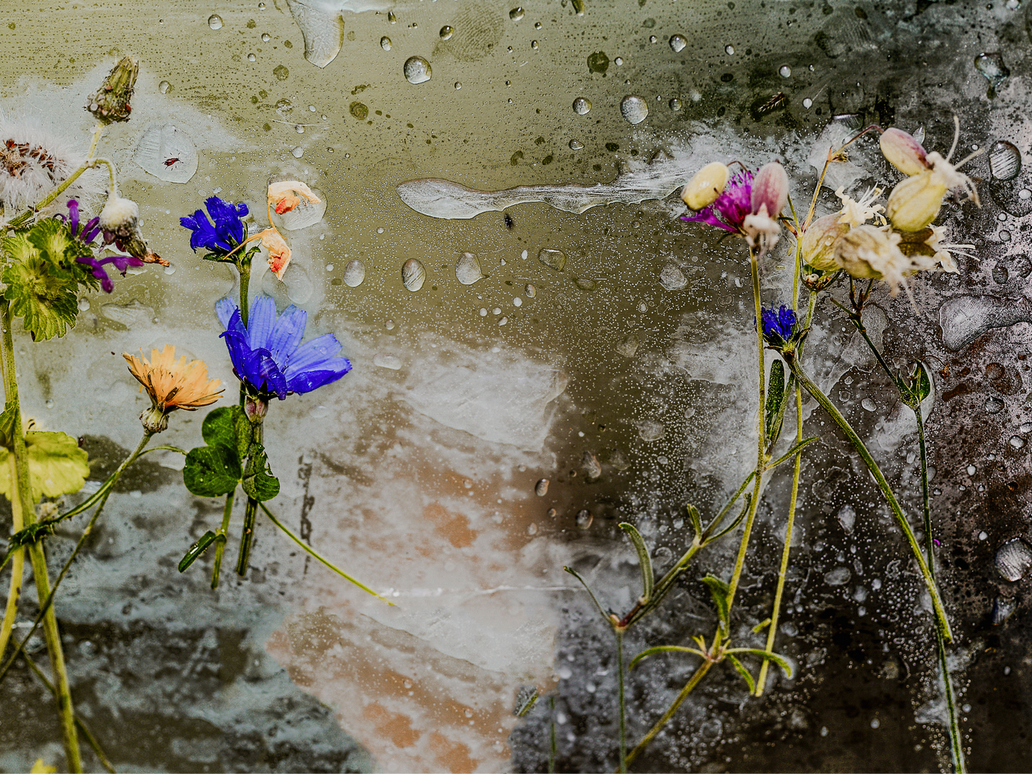 Close-up photograph of wildflowers frozen beneath translucent ice, with air bubbles and melting patterns across the surface.