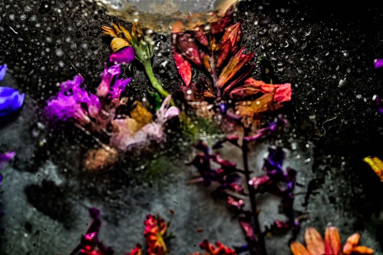 South African Summer Iced Ikebana # 2..jpg