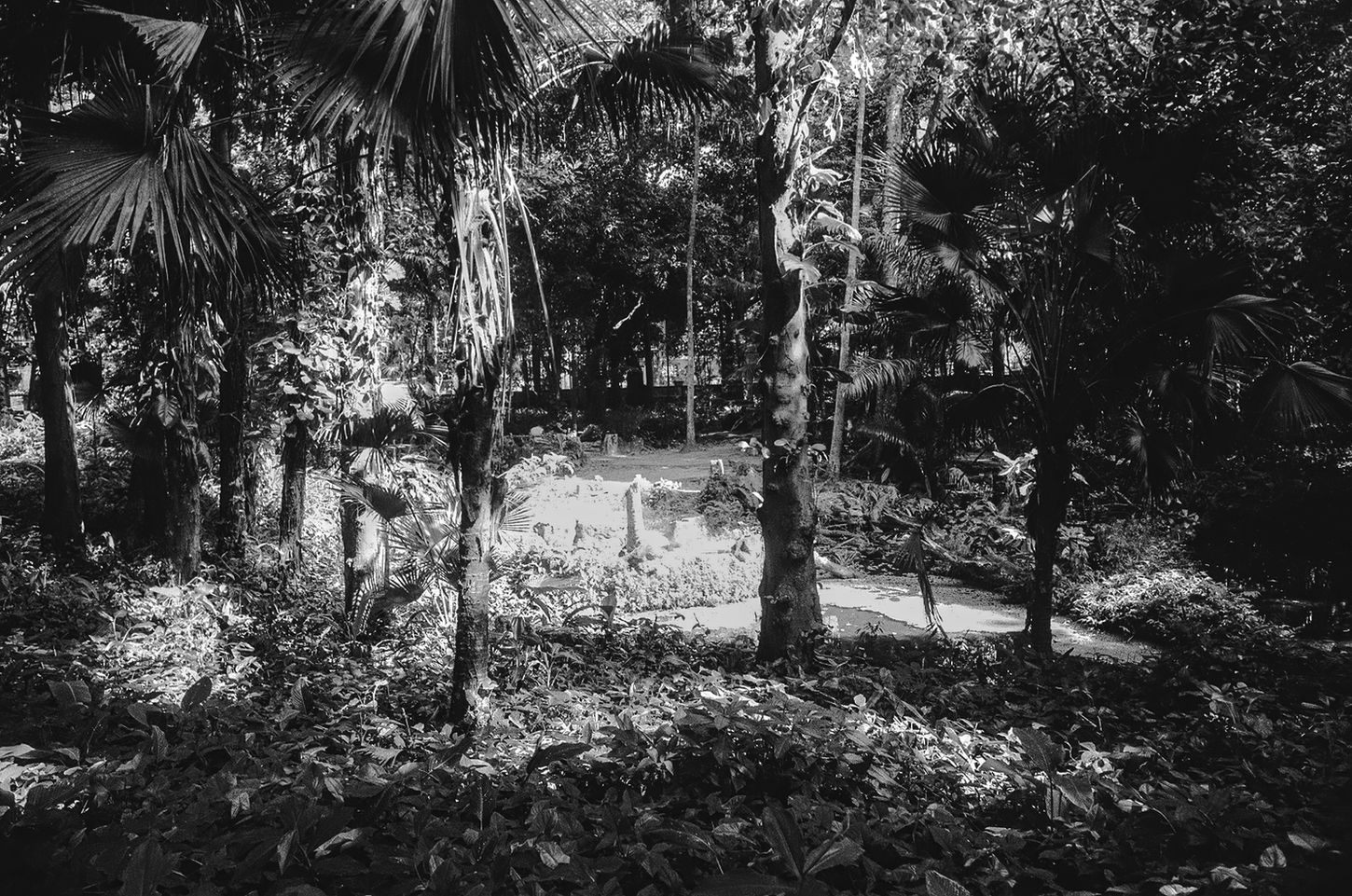 Cut tree trunks standing among dense tropical vegetation in a shaded botanical garden.