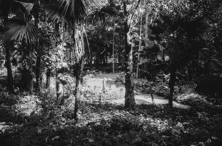 Cut tree trunks standing among dense tropical vegetation in a shaded botanical garden.