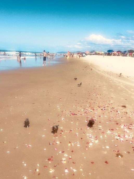 Small dark objects scattered across wet sand reflecting bright sunlight, with people walking along the shoreline in the distance.