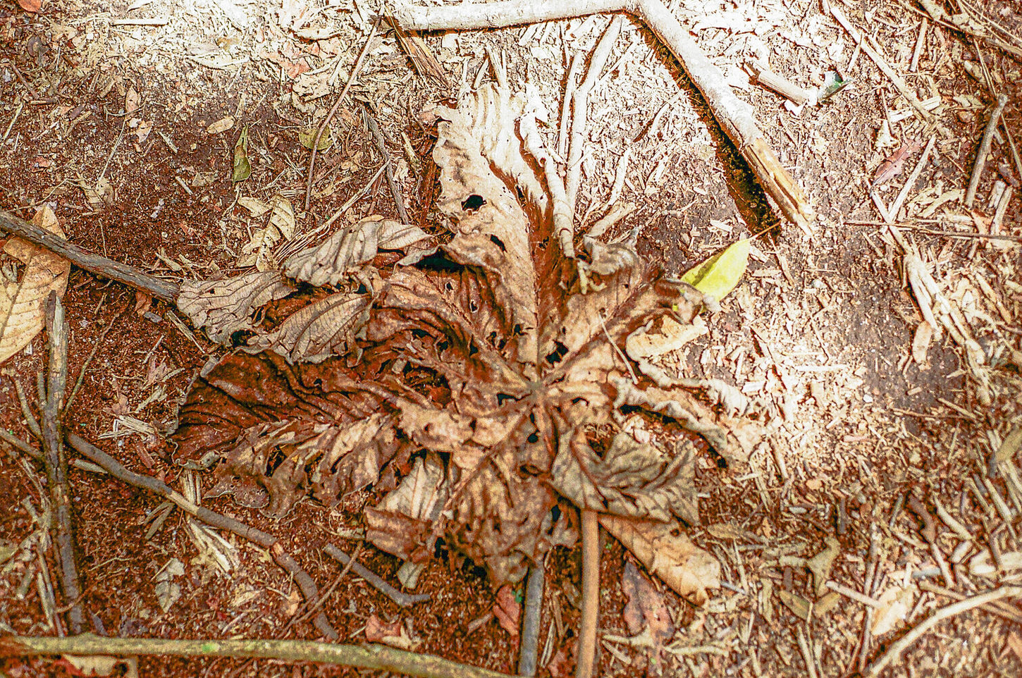 Dry leaves, branches and forest debris covering the ground, forming dense overlapping organic textures.