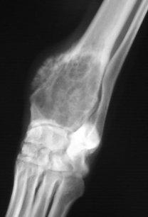 腫瘍科認定医による腫瘍 がん手術 千葉中央どうぶつ病院 千葉市中央区の動物病院