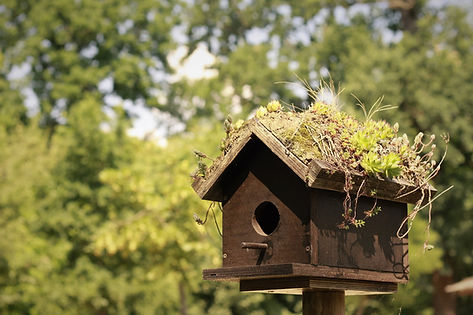 birdhouse.jpg