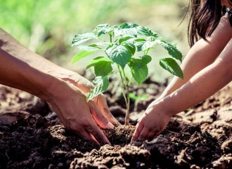 Plantando com Arzhel Gortais