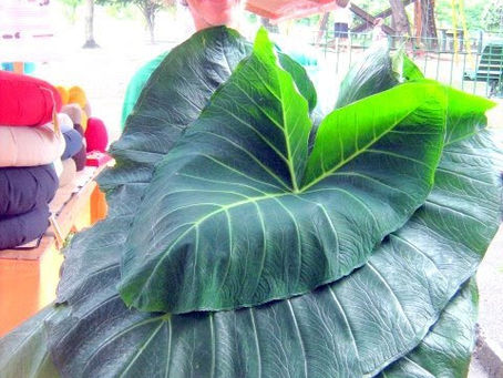 15 Alimentos que você compra uma vez e replanta para sempre