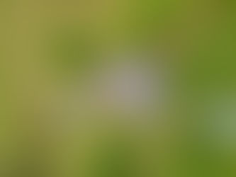 Aerial view of a gray-roofed house with lush green trees and grass surrounding it. A wooden deck and garden are visible in the backyard.