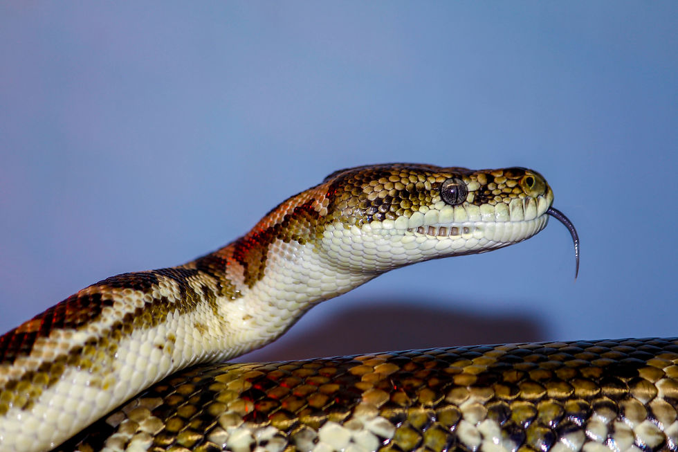 SW Carpet Python