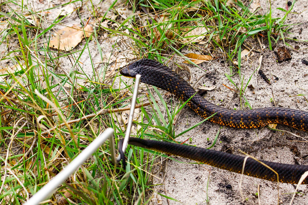 catching a tiger snake