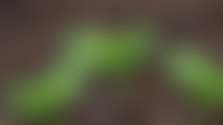 Pollinator Patch update (March 2021)