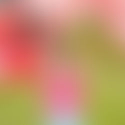 Emma Pallant-Brown - Ironman 70.3 Champion, Multiple Duathlon World Champion 