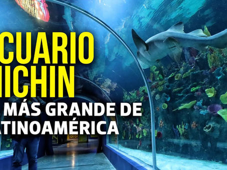 ¡Sumérgete en la aventura! El Acuario Michin: el plan perfecto para Semana Santa en la CDMX