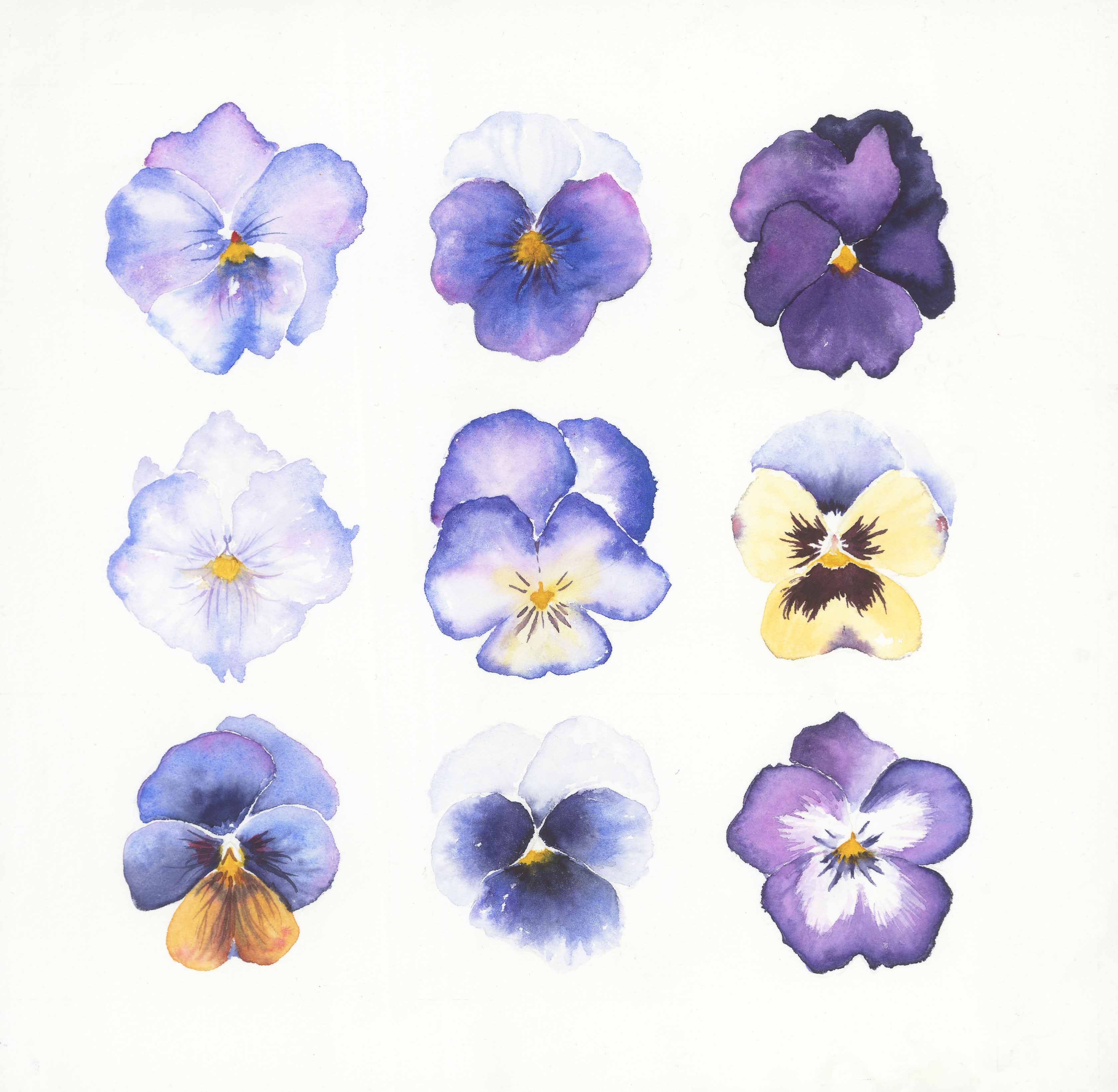 Purple Pansies