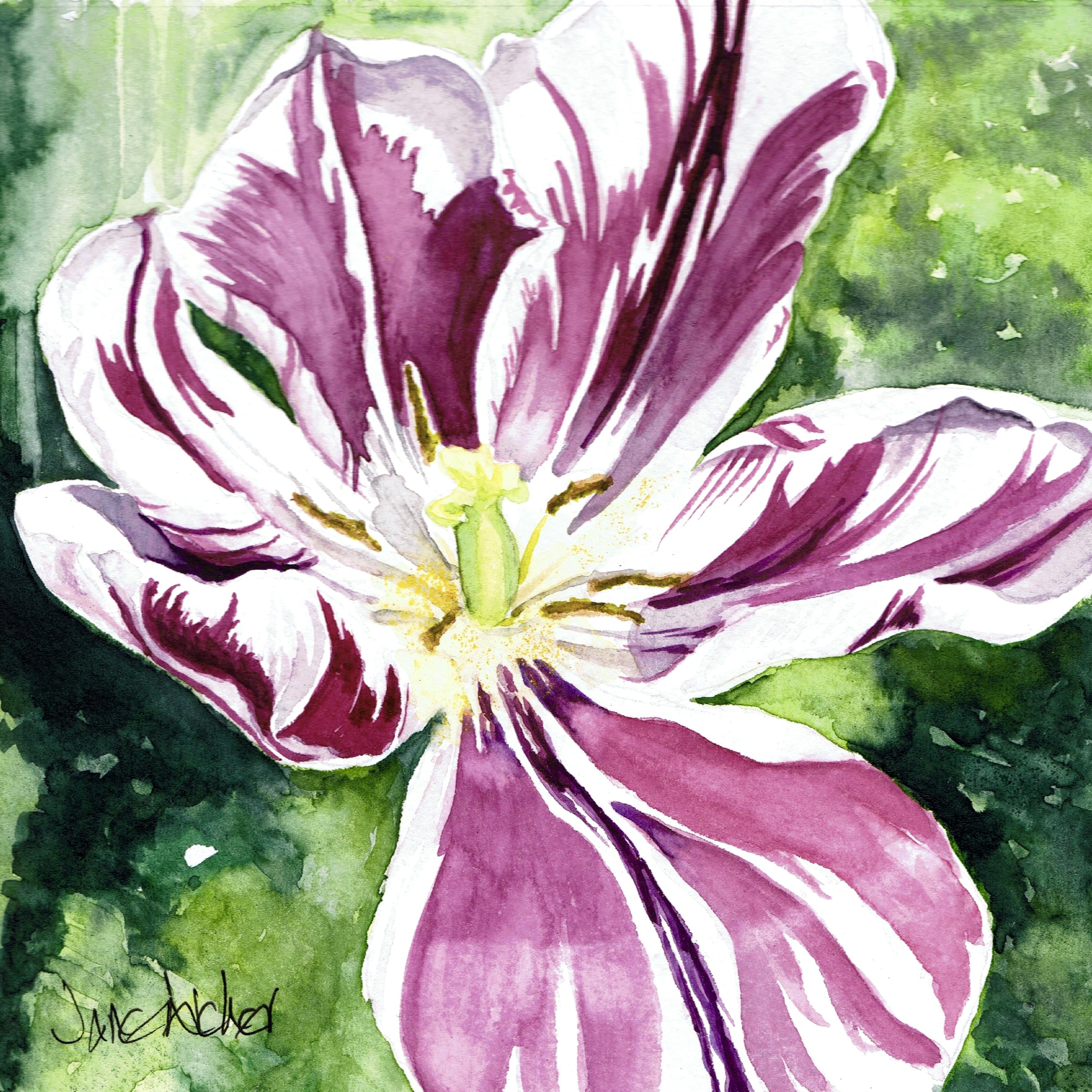 Striped Tulip