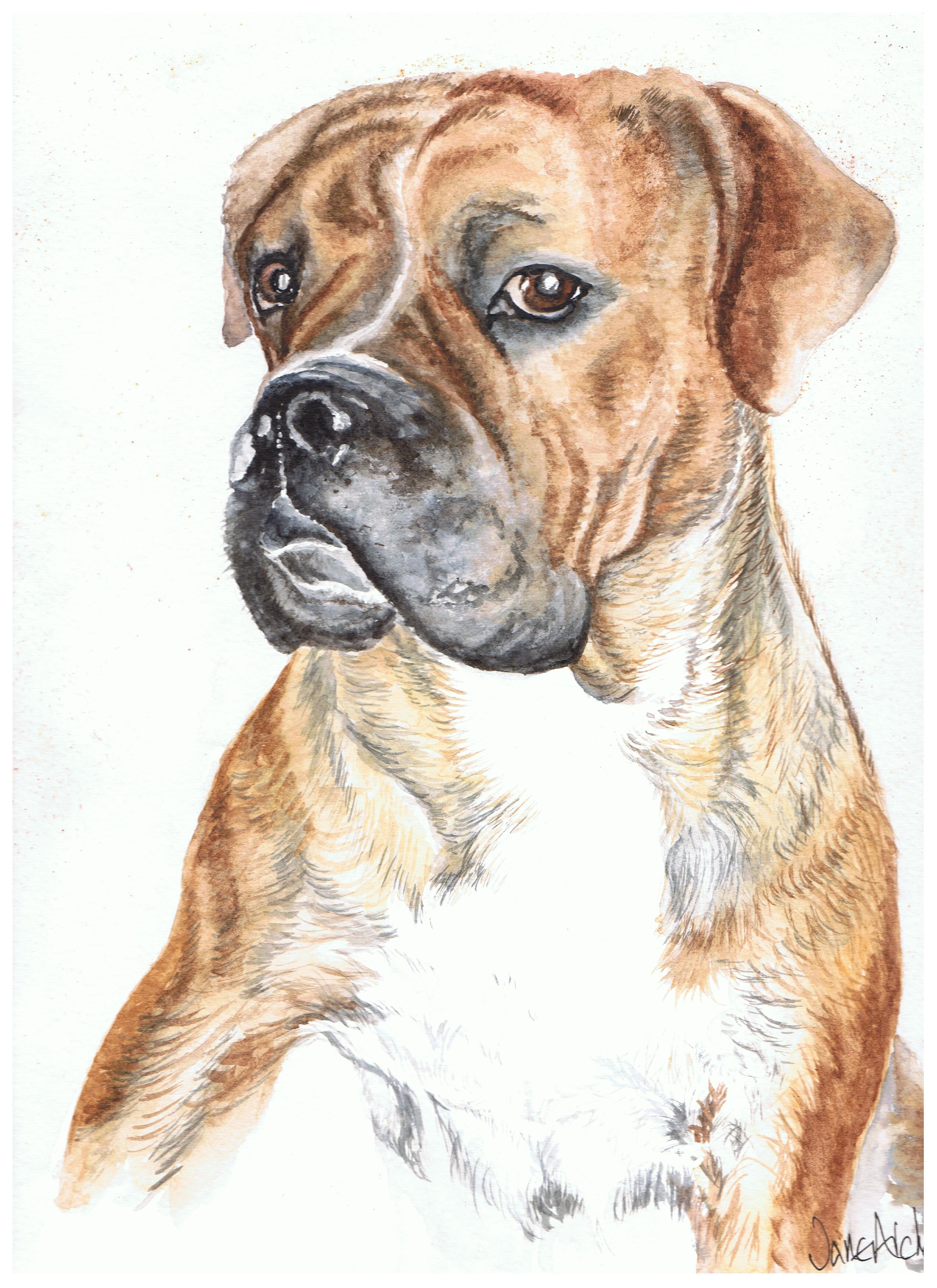 Watercolour portrait painting of a boxer dog.