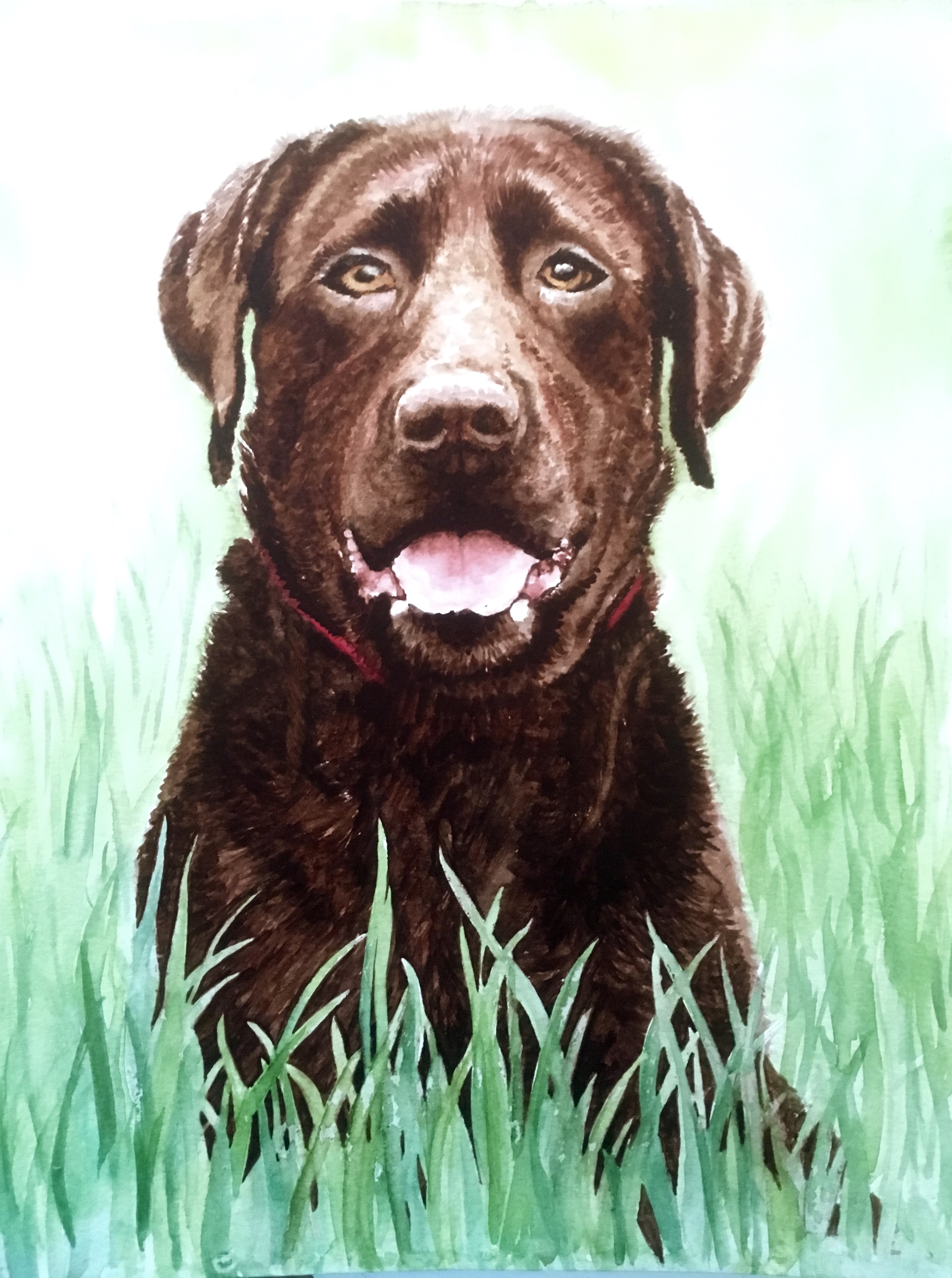 Watercolour portrait painting og a chocolate labrador sitting in grass.