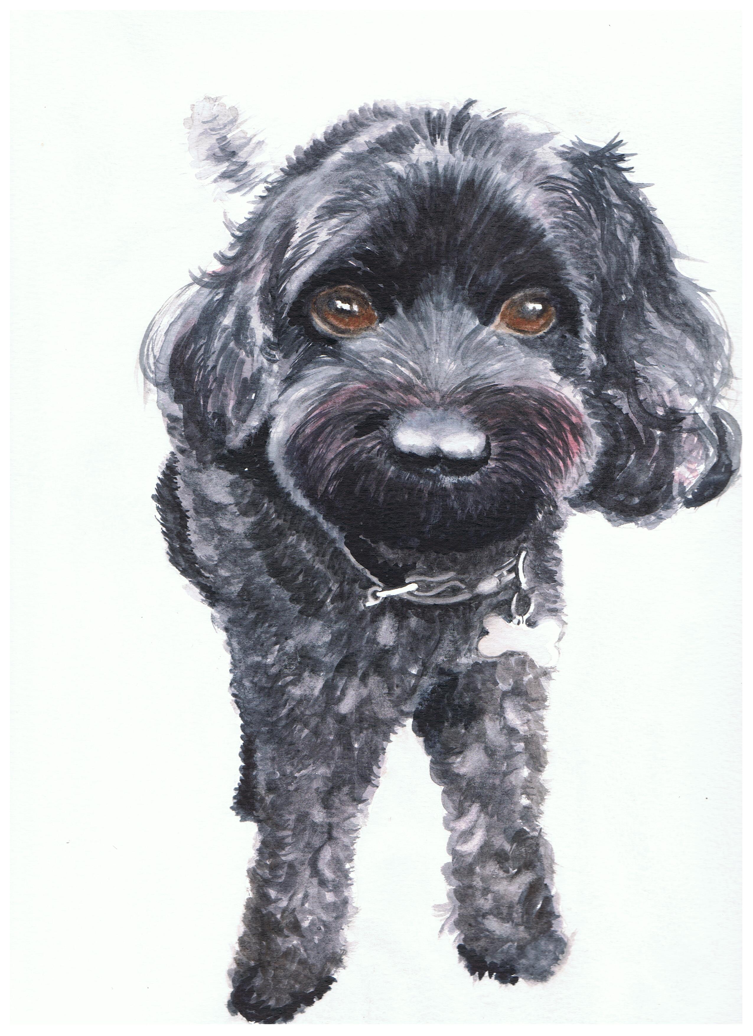 Cute watercolour portrait painting of a fluffy black dog.