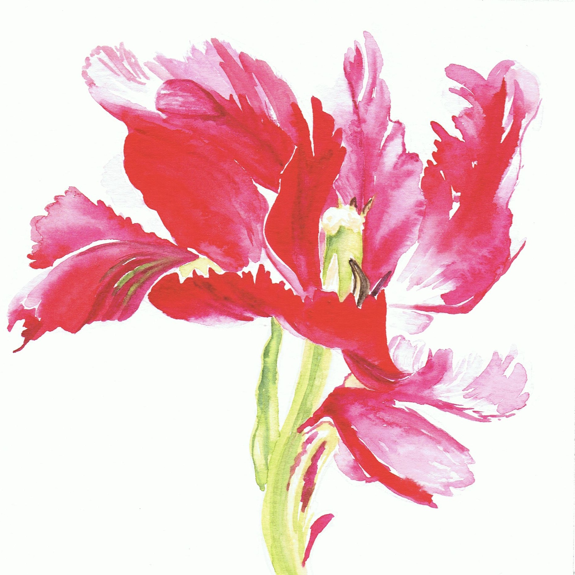 Shugborough Tulip 2