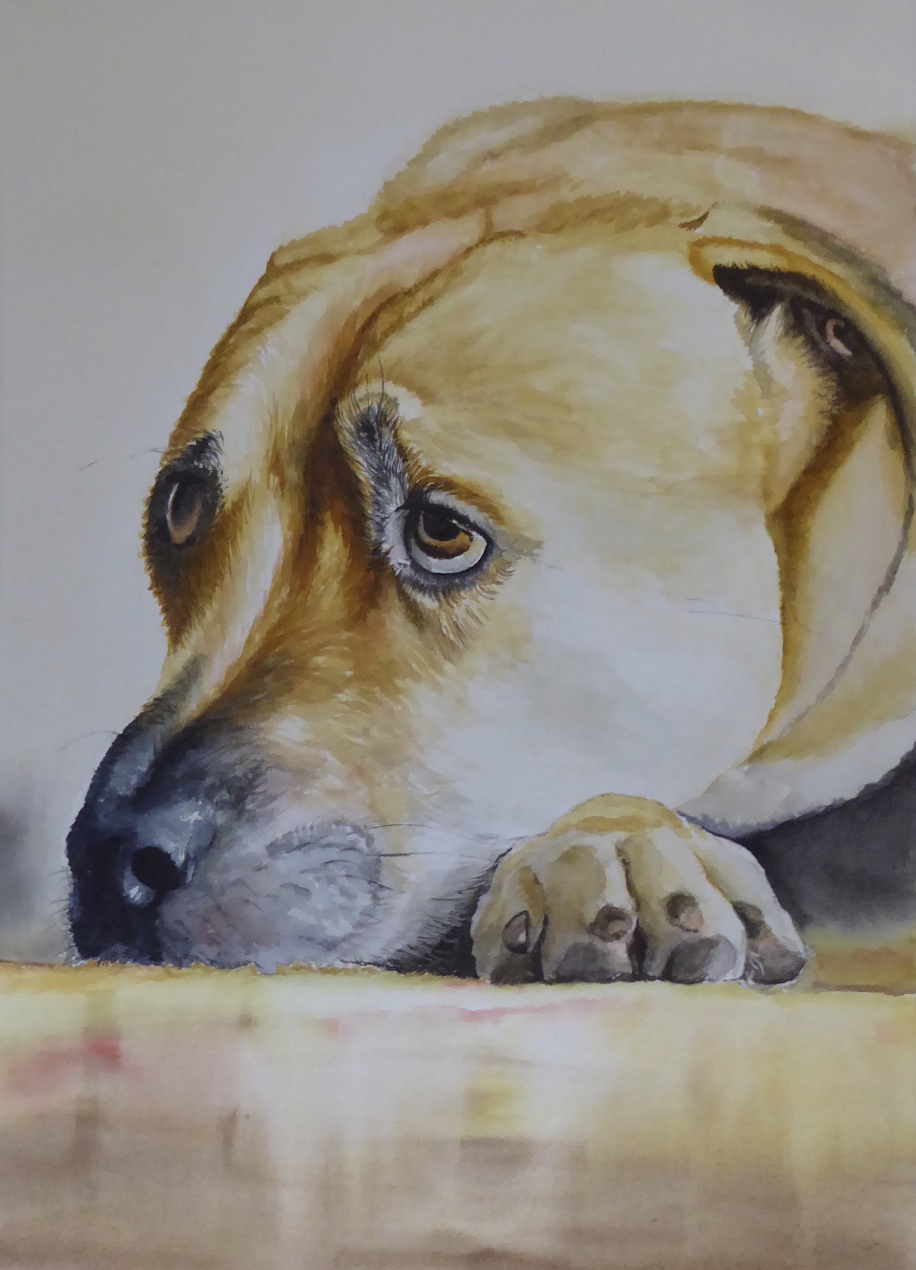 Stunning close up watercolour portrait of a dog.