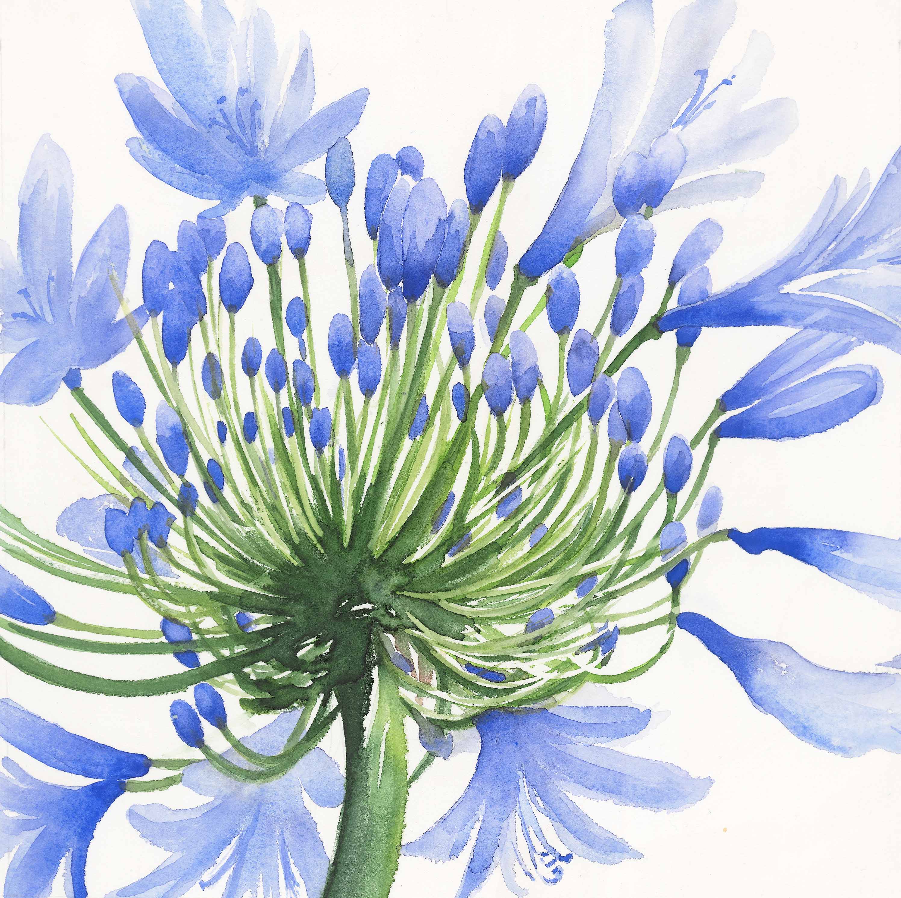 Agapanthus