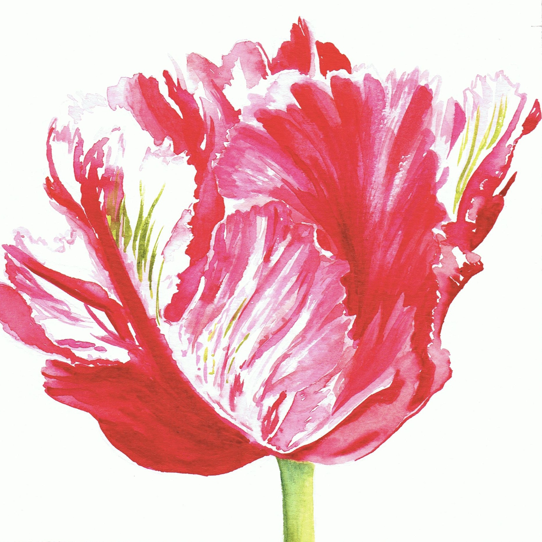 Shugborough Tulip 1