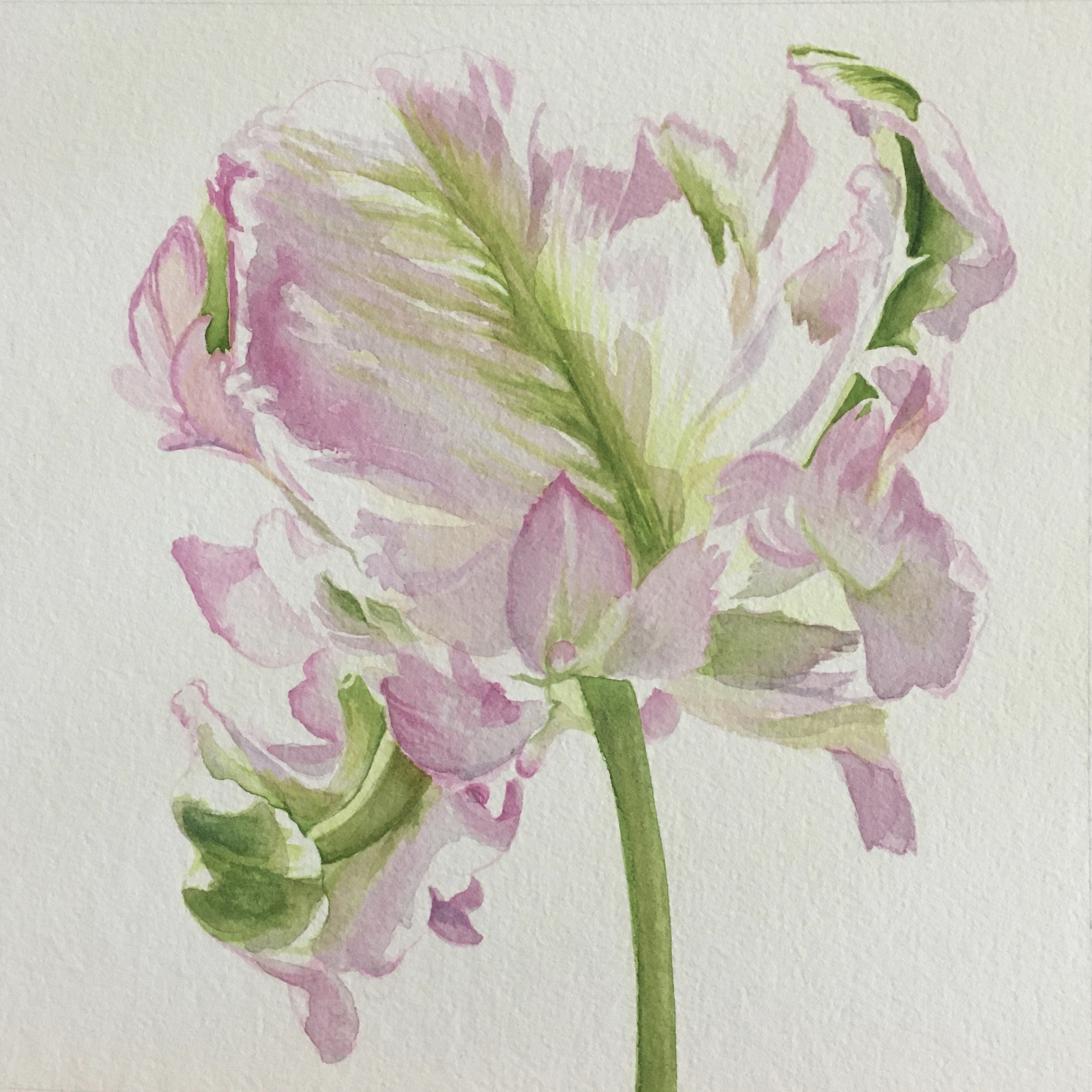 Frilled Pink Tulip