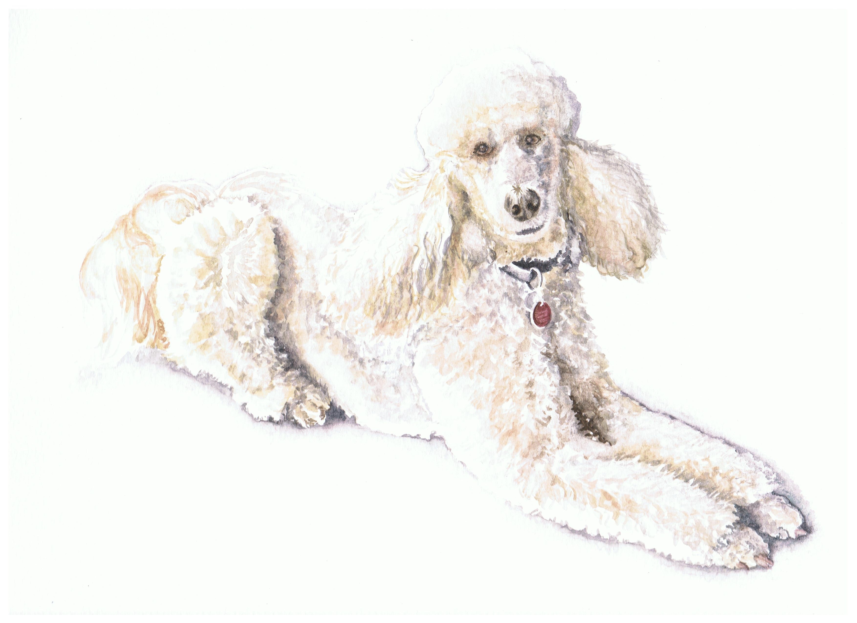 Full body watercolour painting of a white poodle.