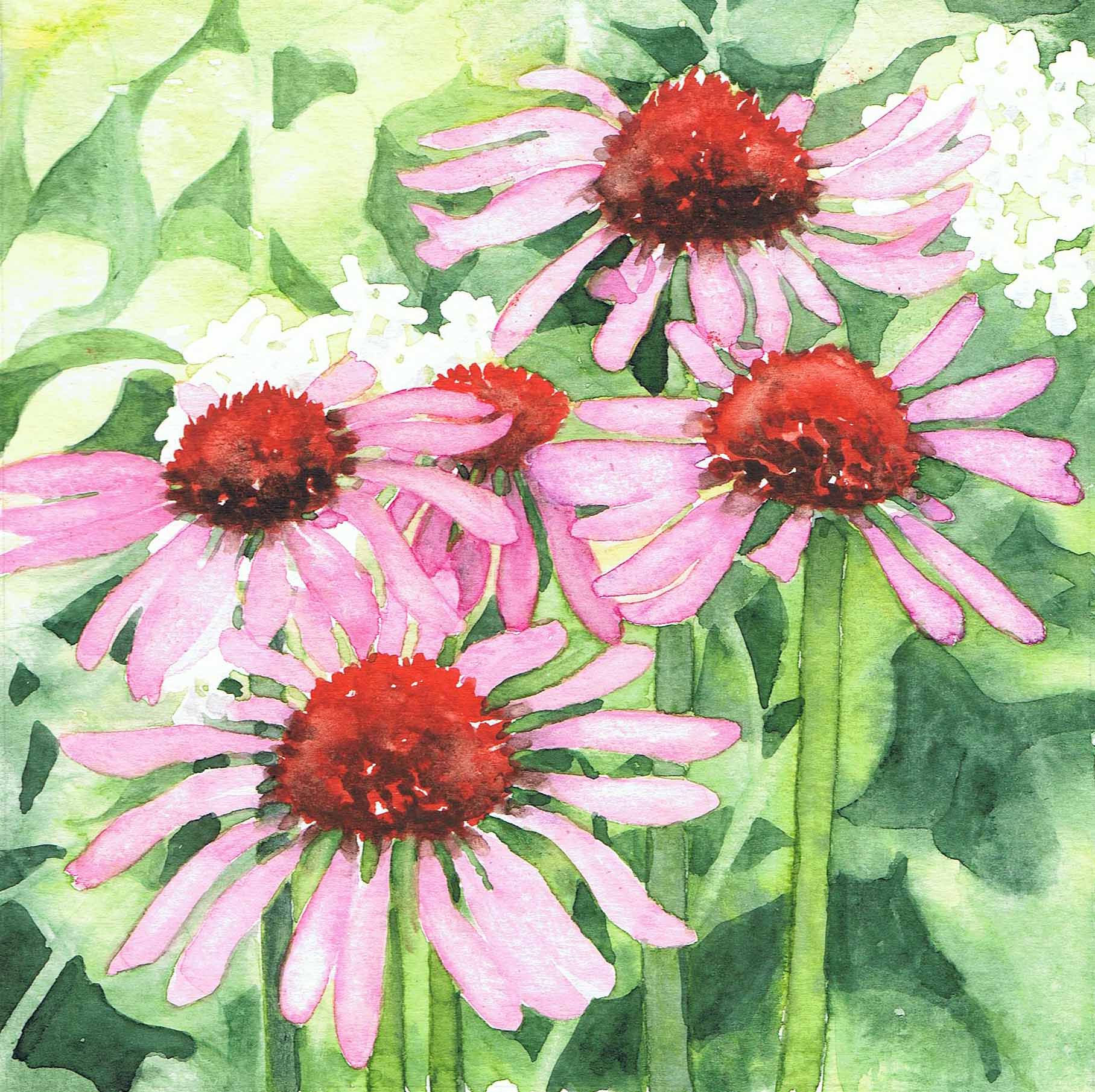 Echinacea