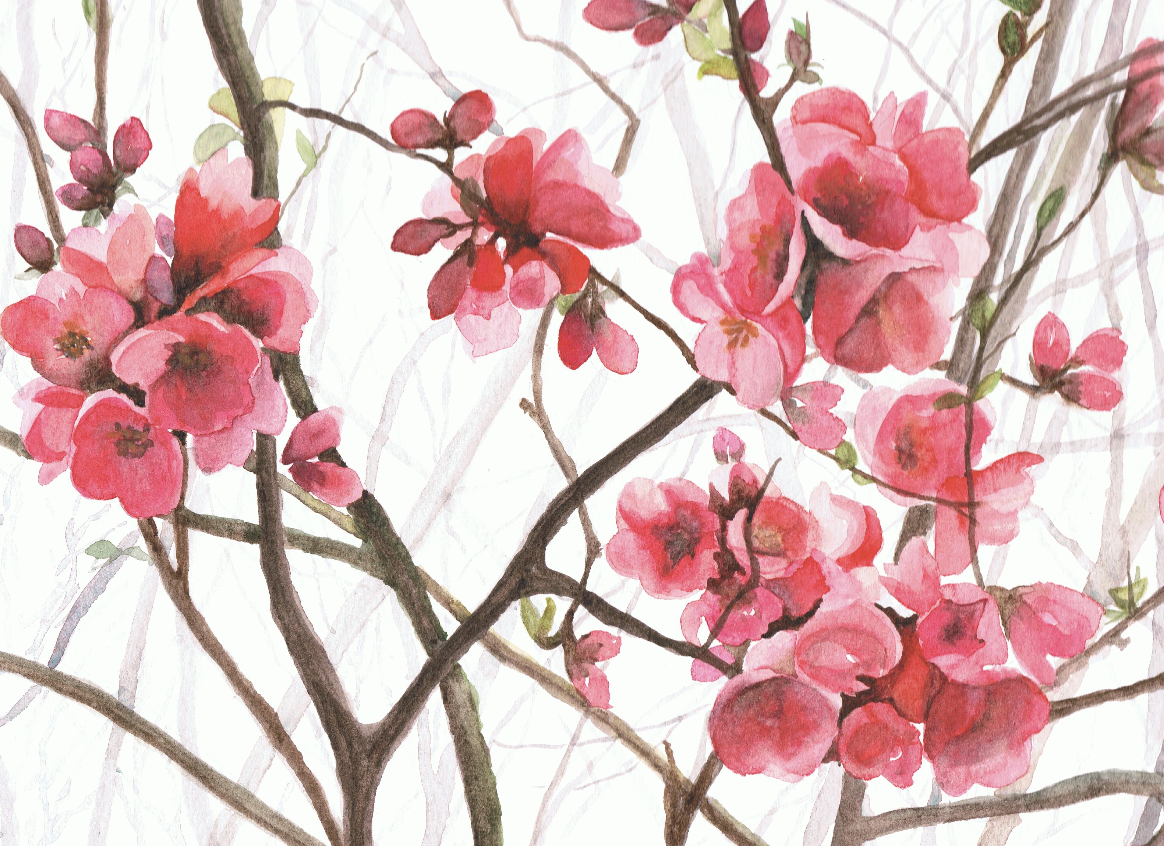 Japonica